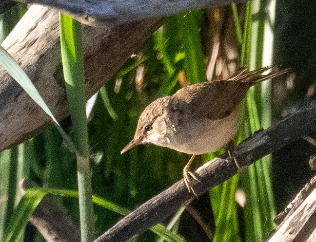 Common Reed Warbler - ML647499959
