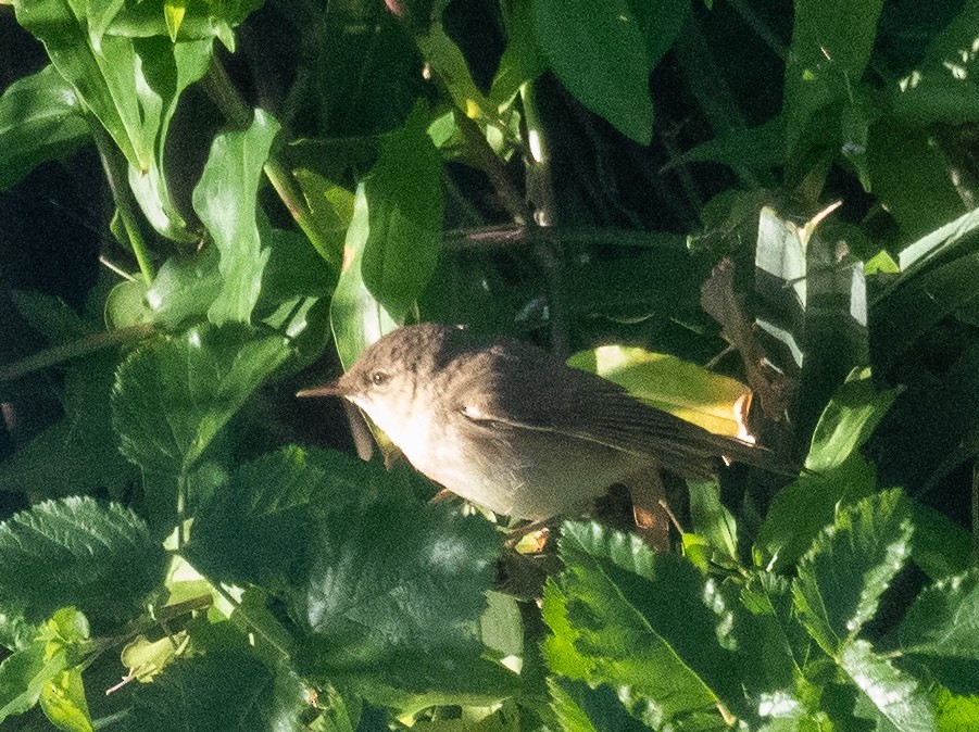 Common Reed Warbler - ML647499960