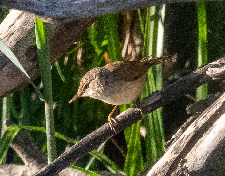Common Reed Warbler - ML647499961