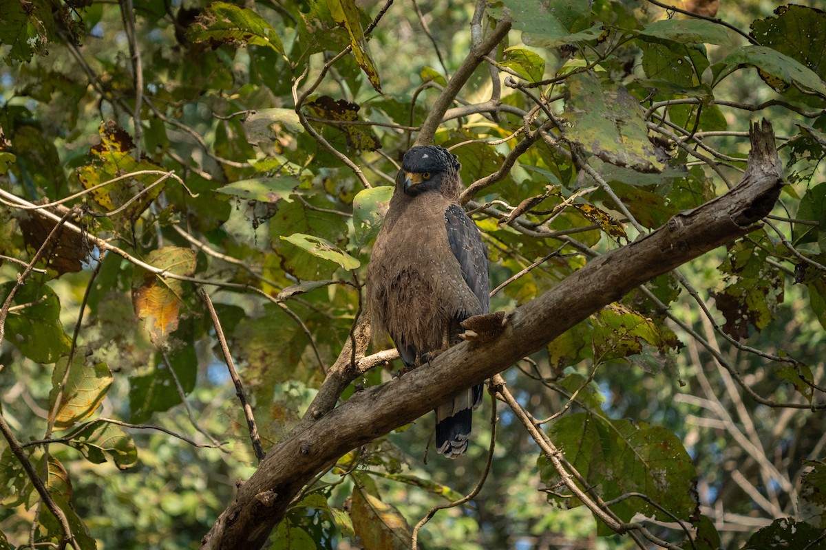 Crested Serpent-Eagle - ML647499962