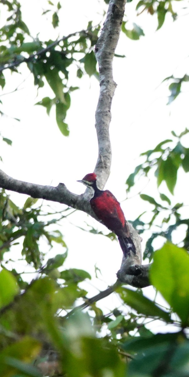 Red-backed Flameback - ML647499964