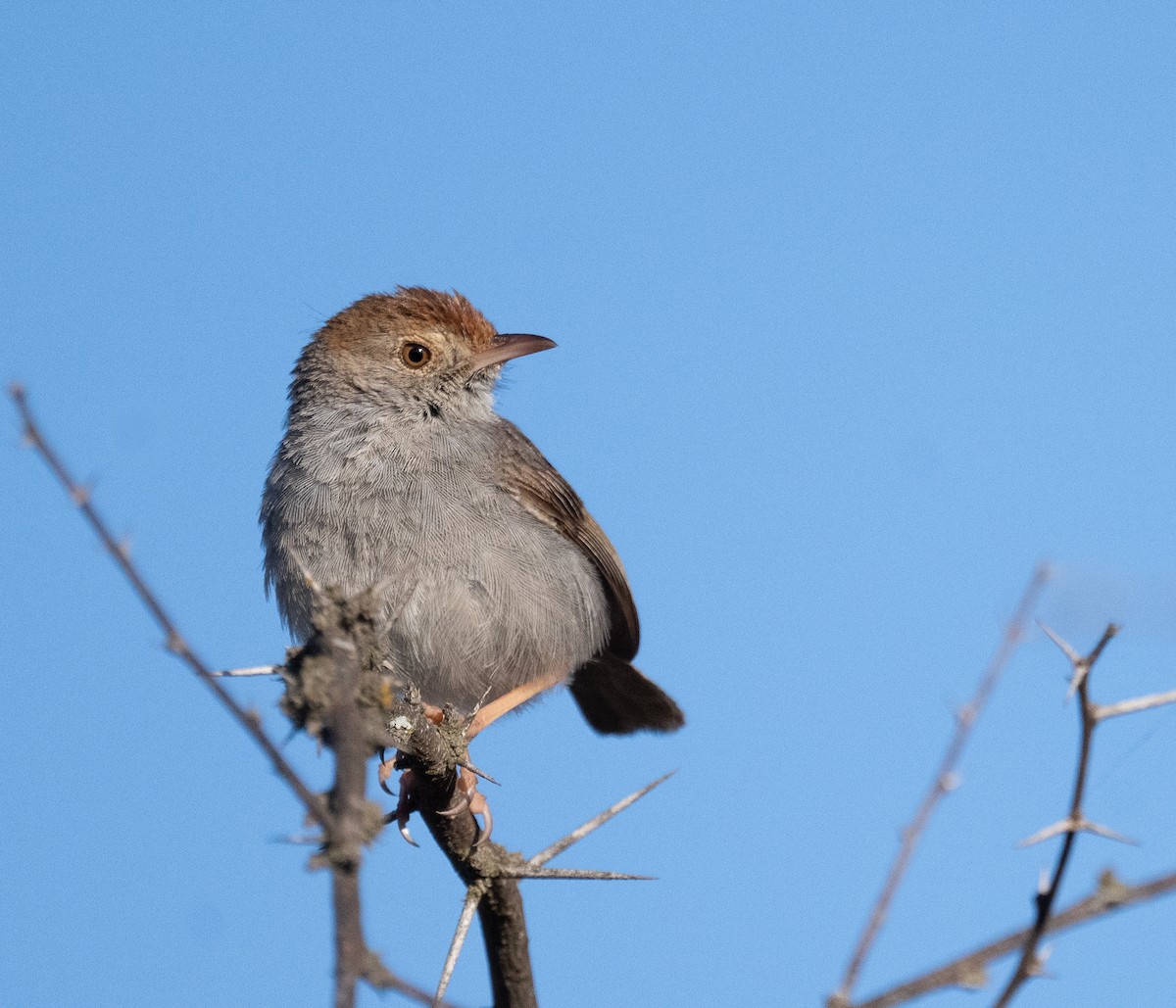 Piping Cisticola - ML647499965