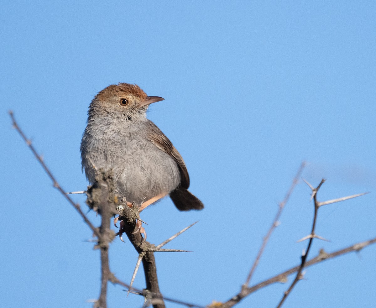 Piping Cisticola - ML647499966
