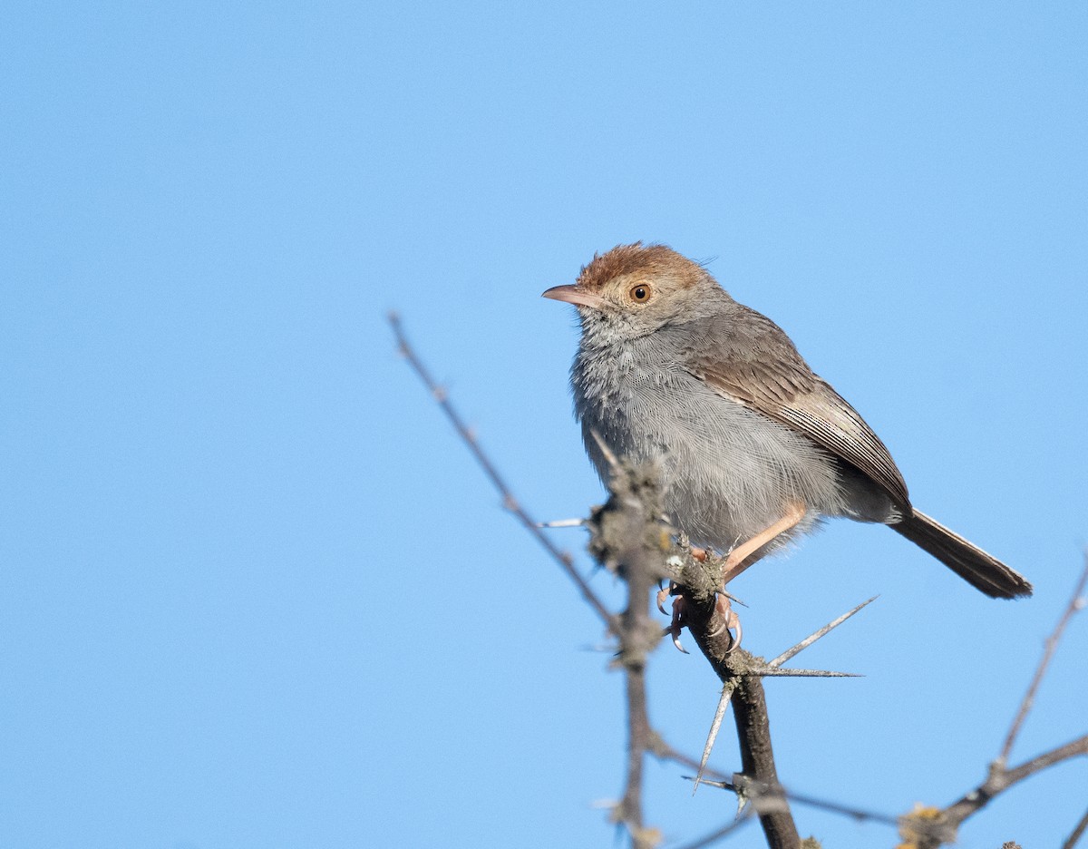 Piping Cisticola - ML647499967