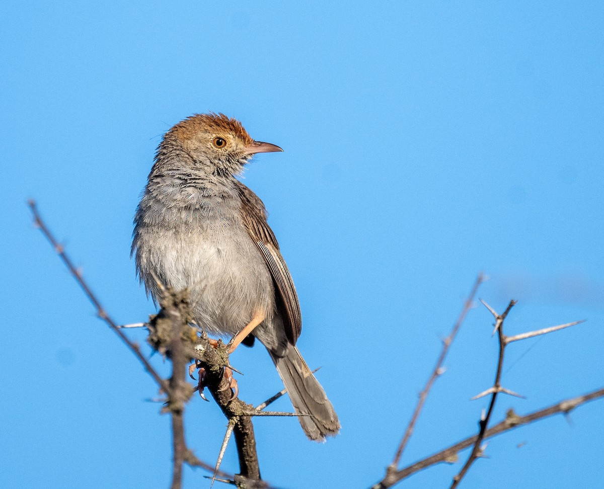 Piping Cisticola - ML647499968