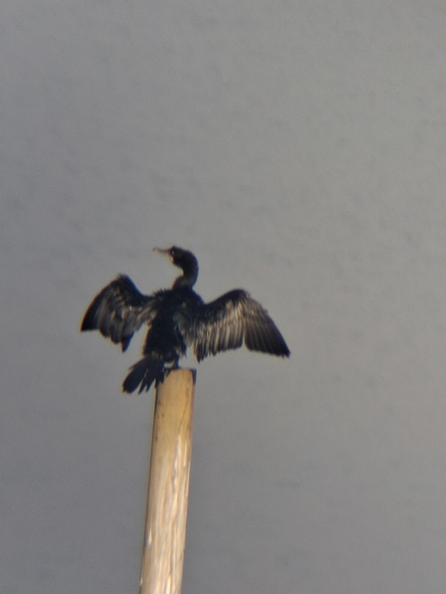 Little Cormorant - ML647499969