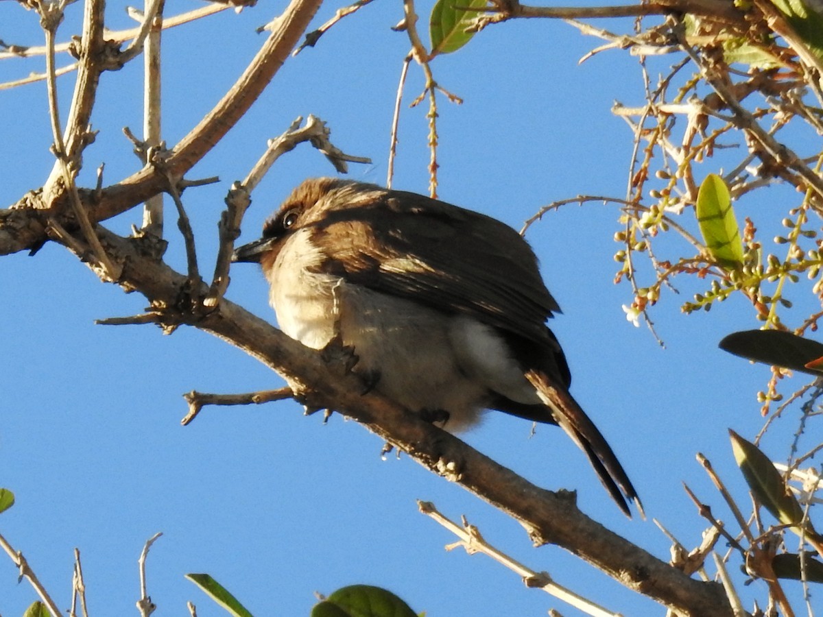 Common Bulbul - ML647499970