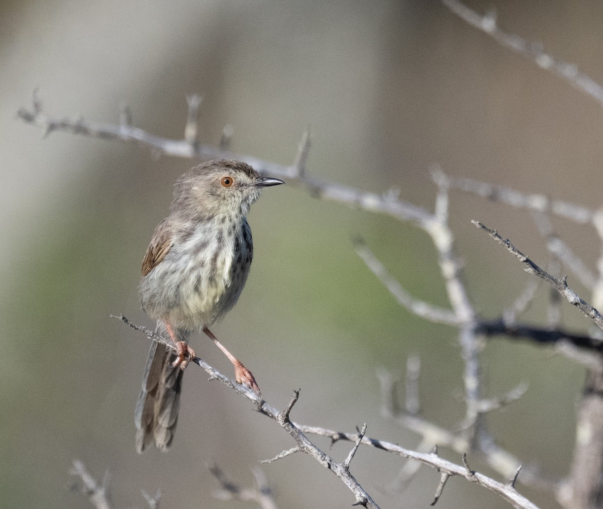 Karoo Prinia - ML647499971