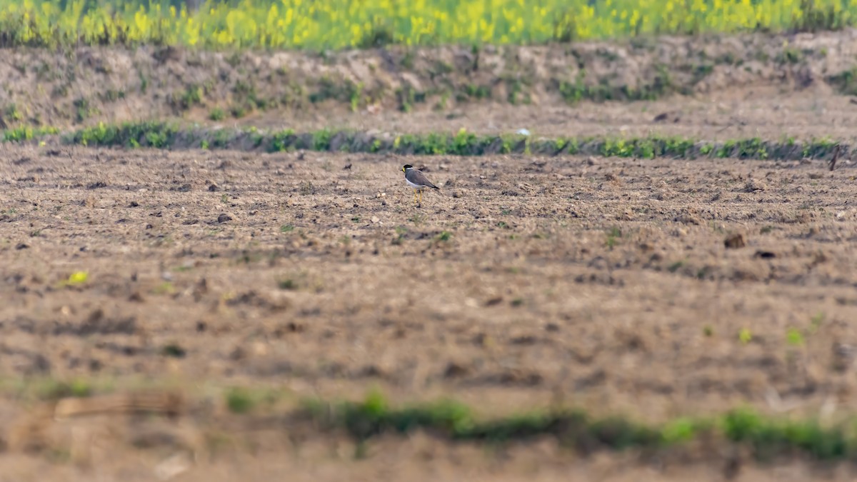 Yellow-wattled Lapwing - ML647499972