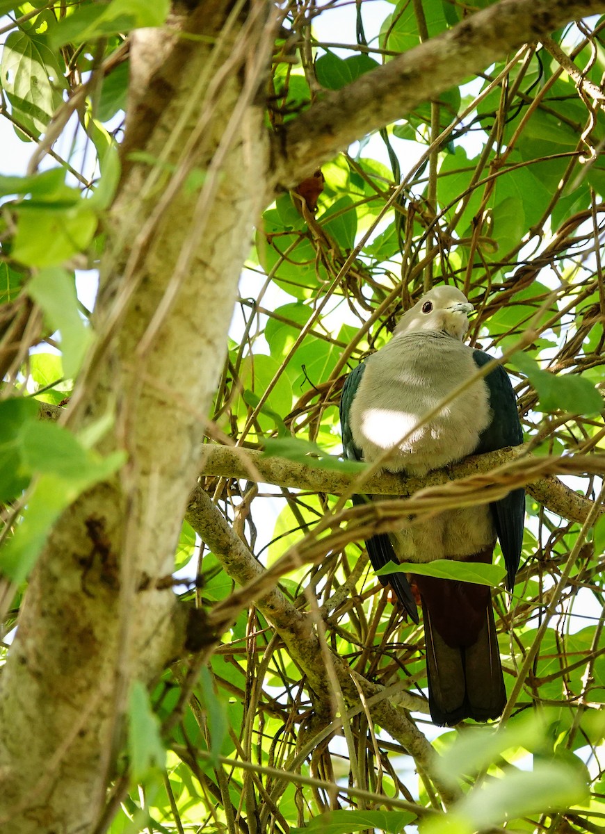 Green Imperial-Pigeon - ML647499973