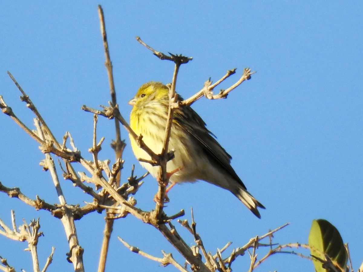 European Serin - ML647499978