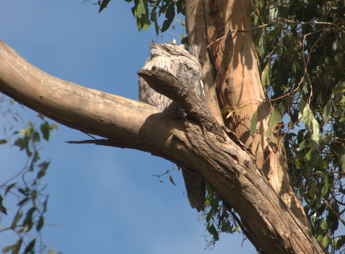 Avustralya Kocaağzı - ML647500005