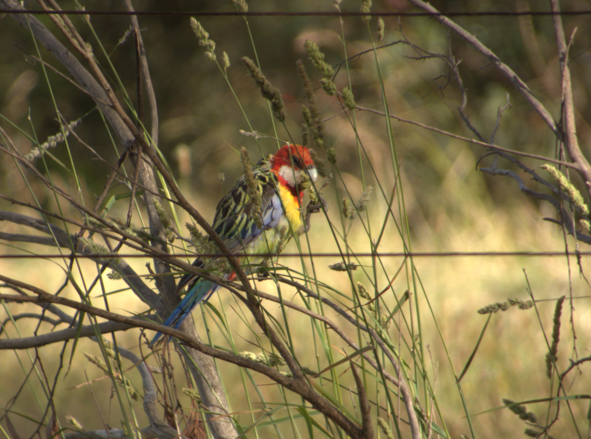 Eastern Rosella - ML647500046