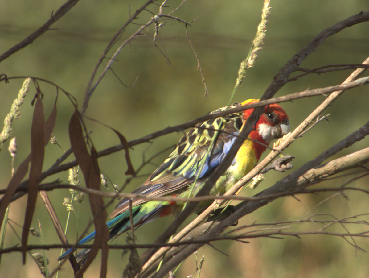 Eastern Rosella - ML647500047