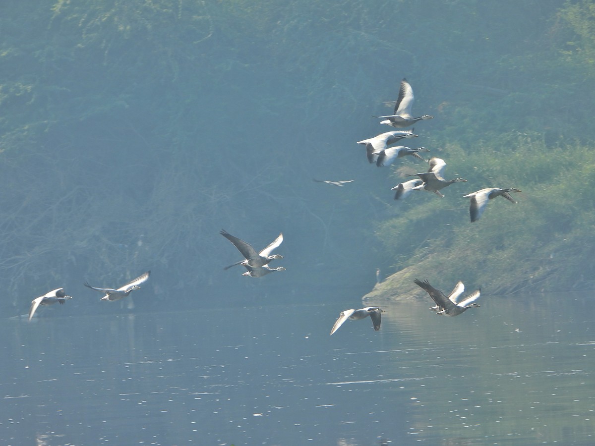 Oie à tête barrée - ML647500109