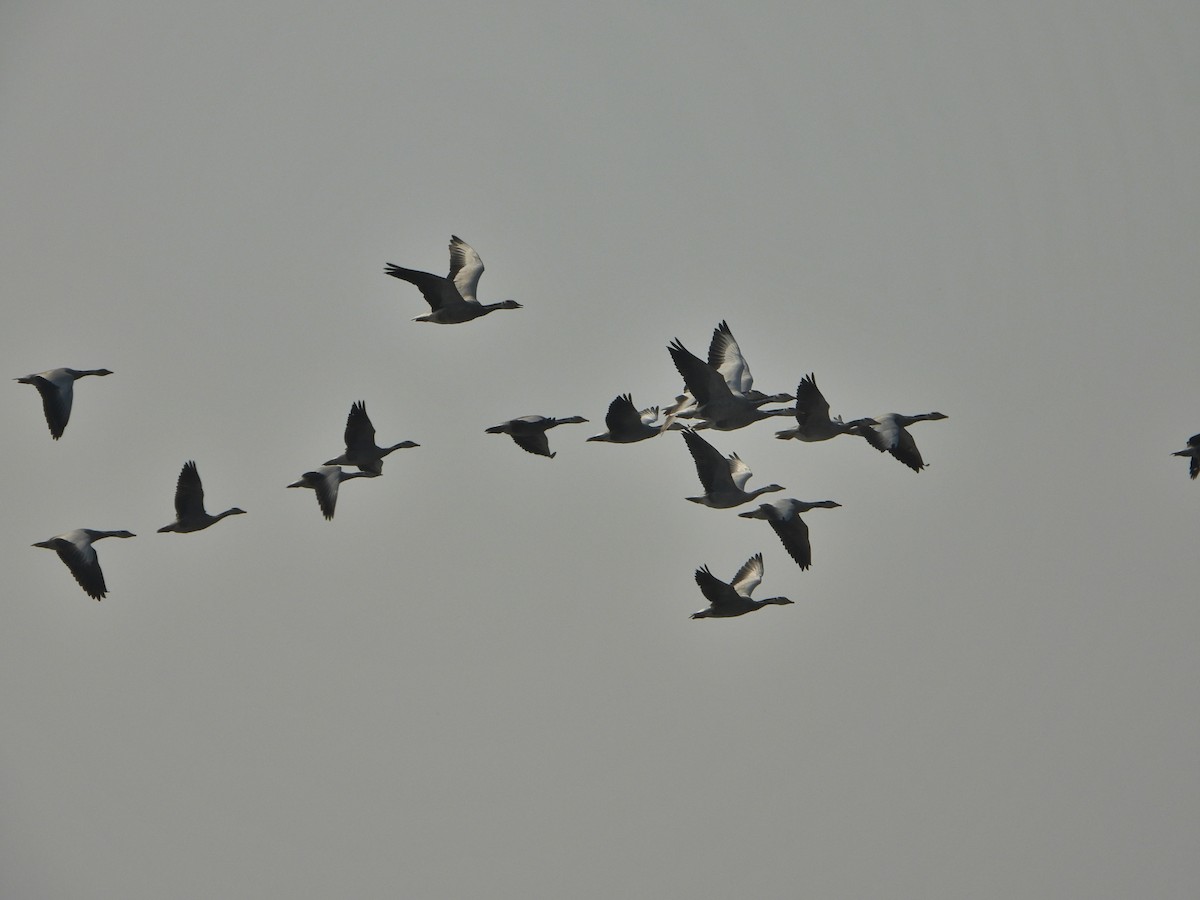 Oie à tête barrée - ML647500111