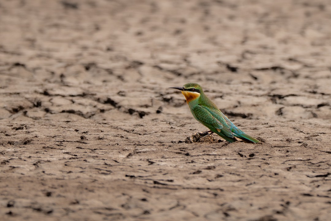 Blue-cheeked Bee-eater - ML647500112