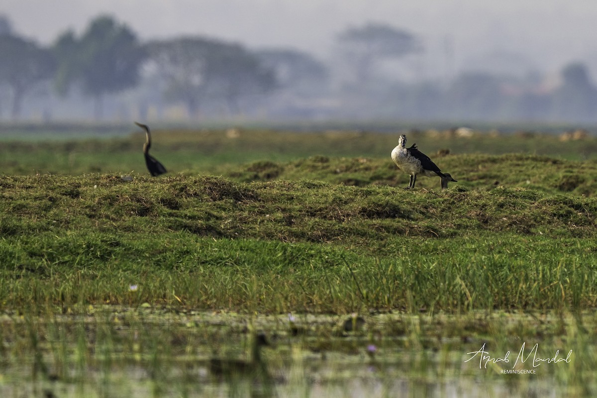 Doğu Yılanboyunu - ML647500115