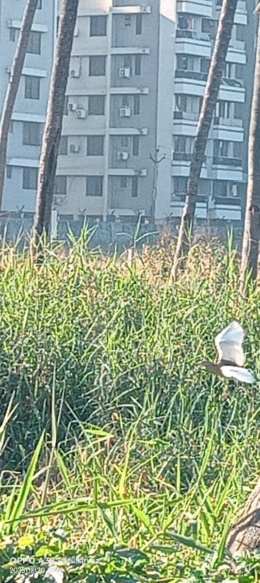 Indian Pond-Heron - ML647500192
