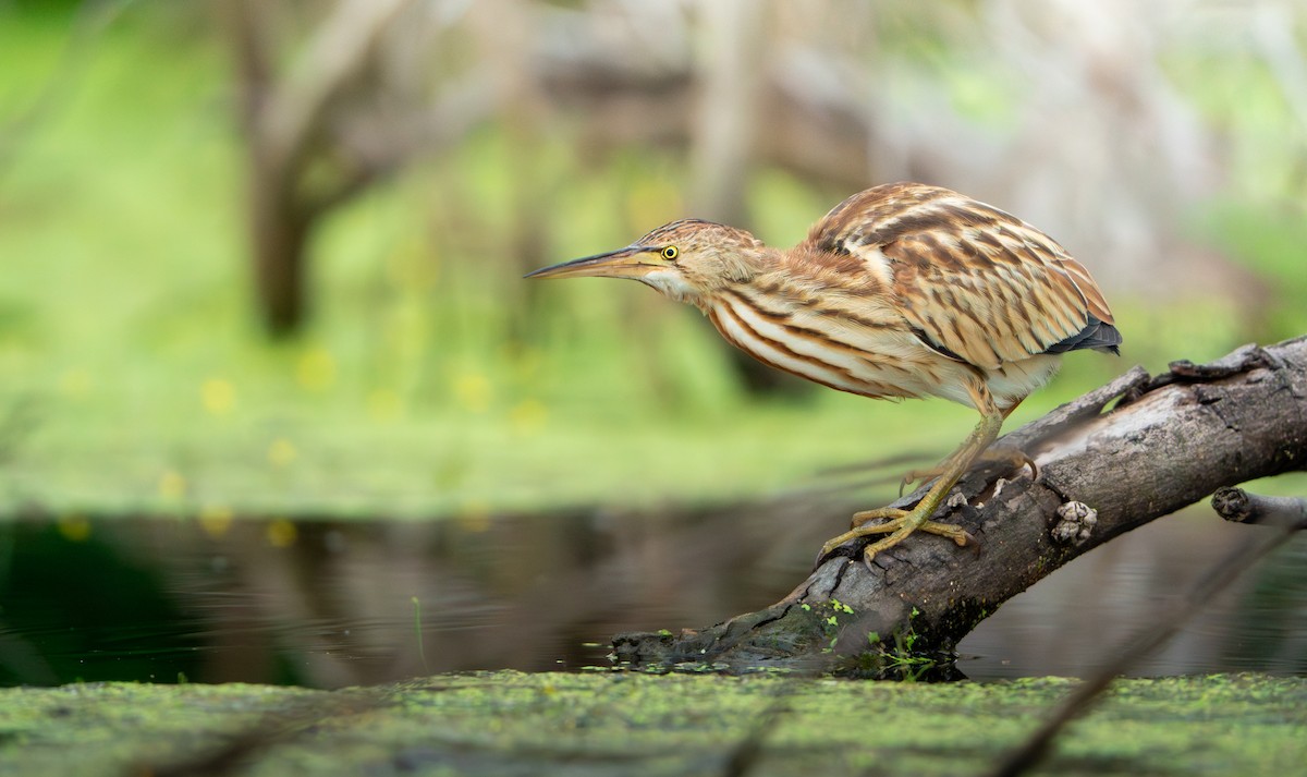 Yellow Bittern - ML647500236