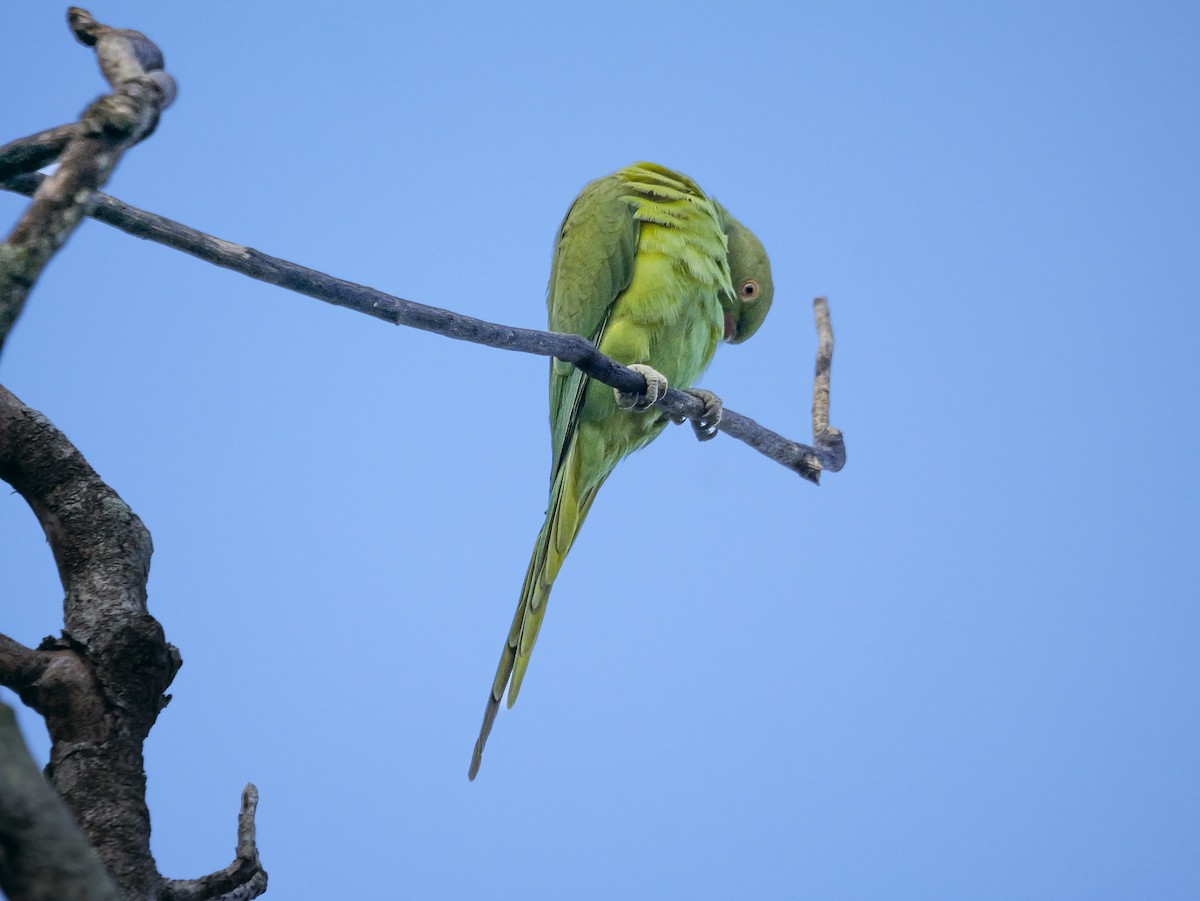 Папуга Крамера - ML647500241