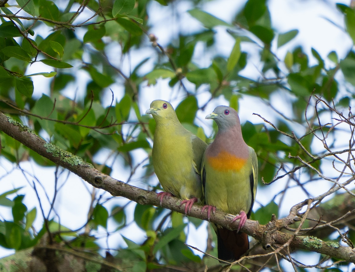 Pink-necked Green-Pigeon - ML647500243