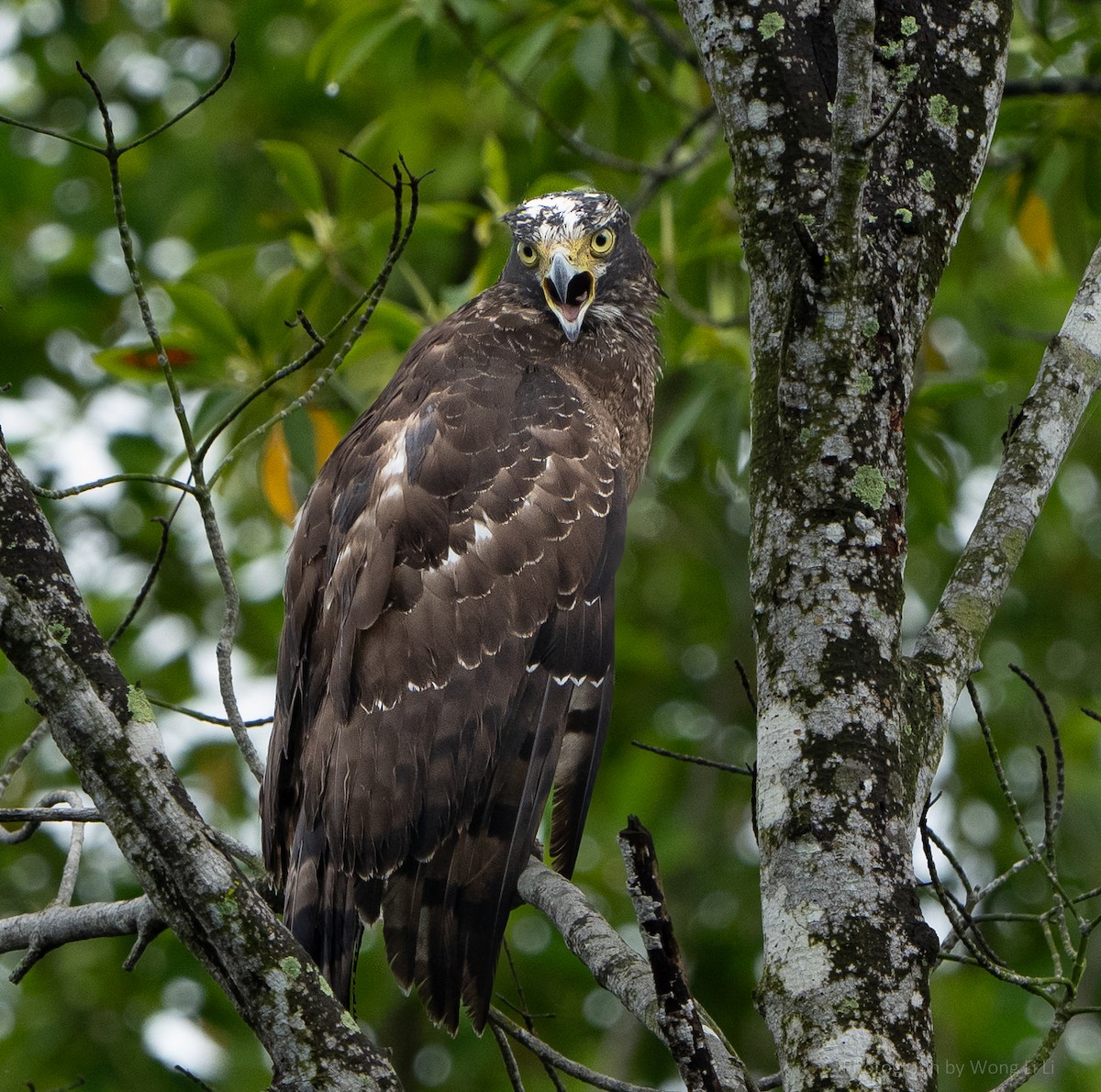 Culebrera Chiíla - ML647500246