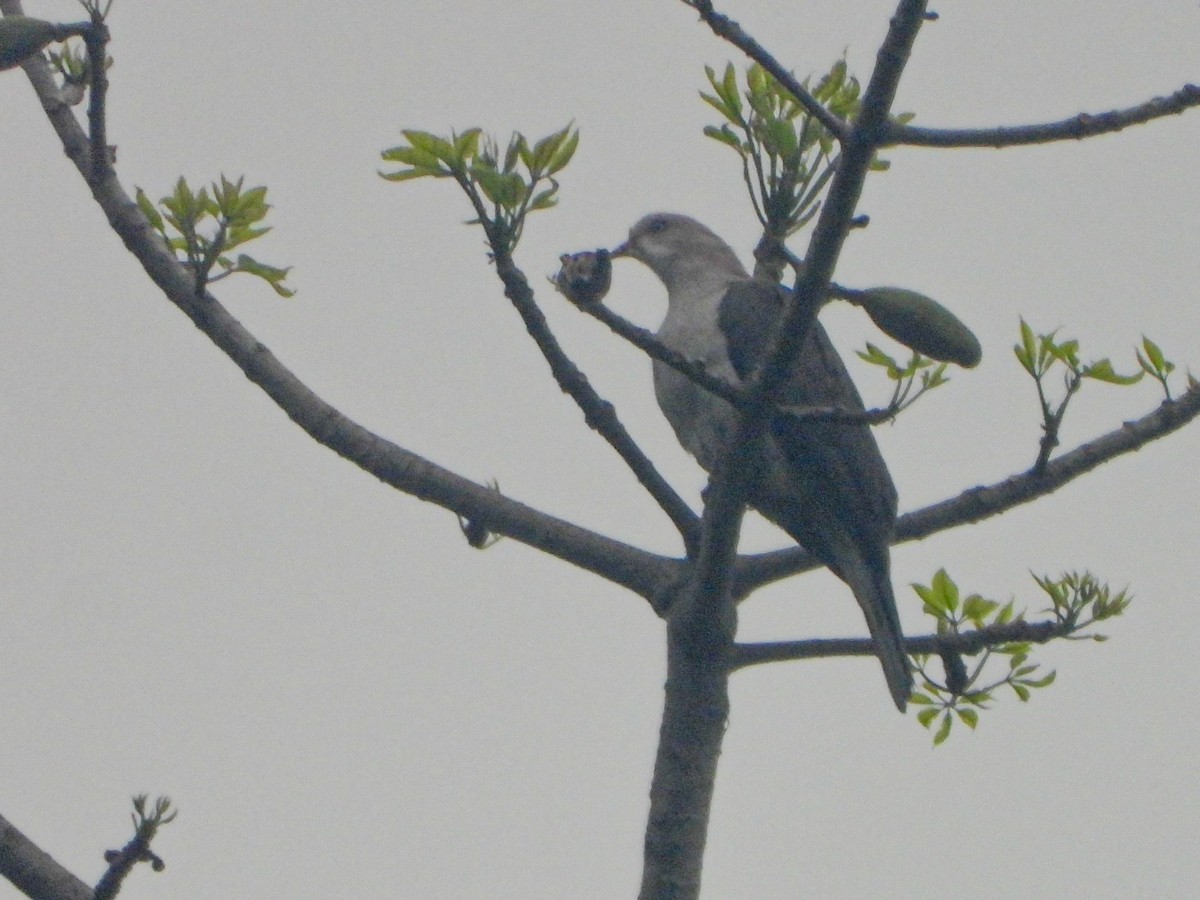 Mountain Imperial-Pigeon - ML647500247