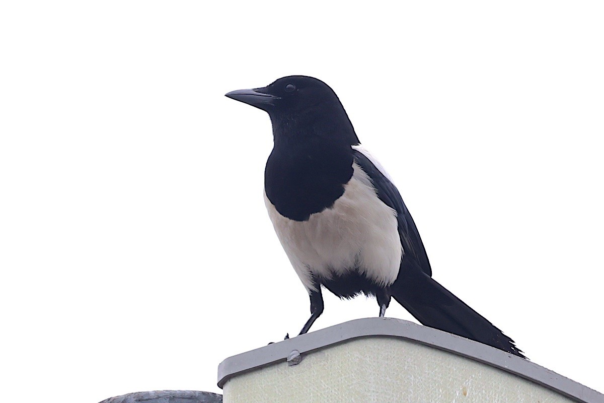 straka čínská - ML647500276