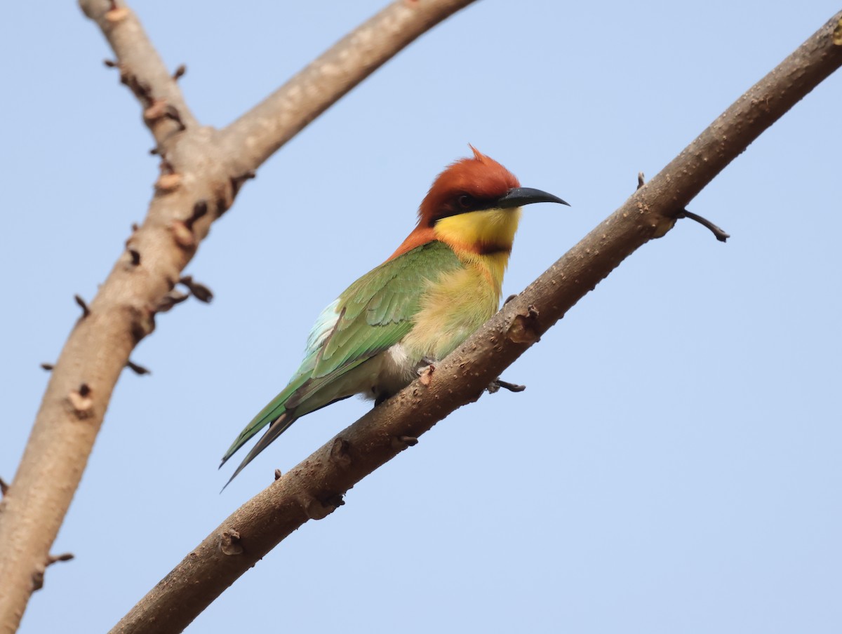 Бджолоїдка індійська - ML647500279