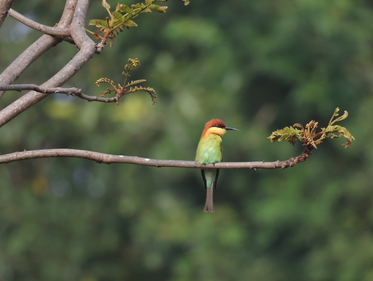 Бджолоїдка індійська - ML647500281