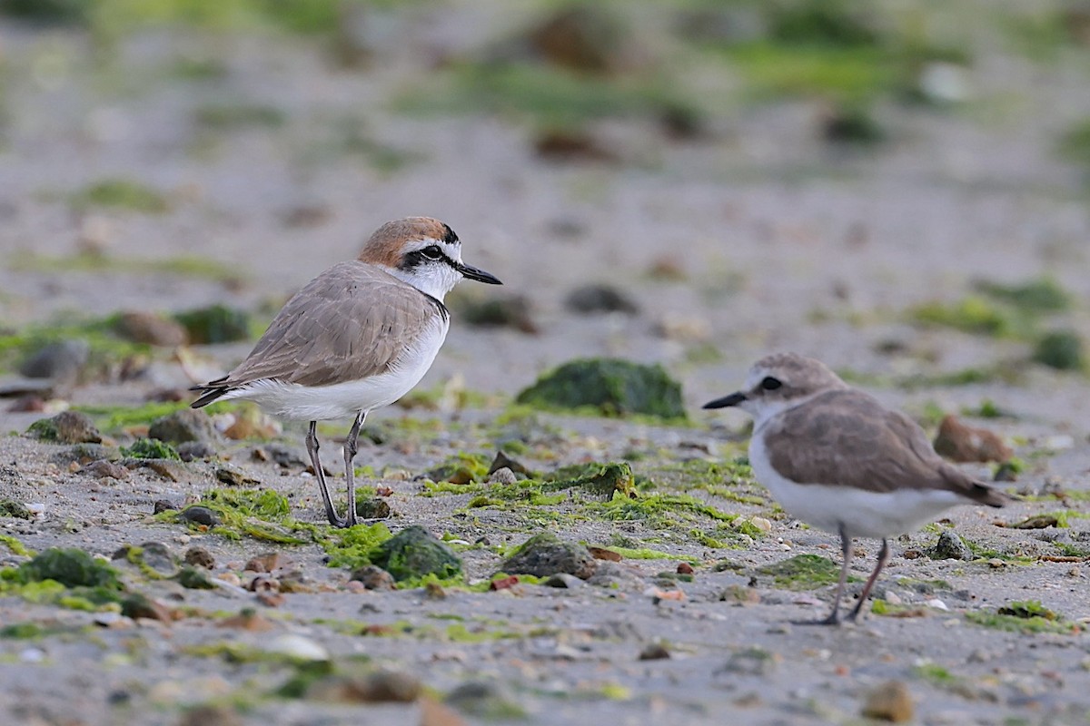 Kentish Plover (Kentish) - ML647500282