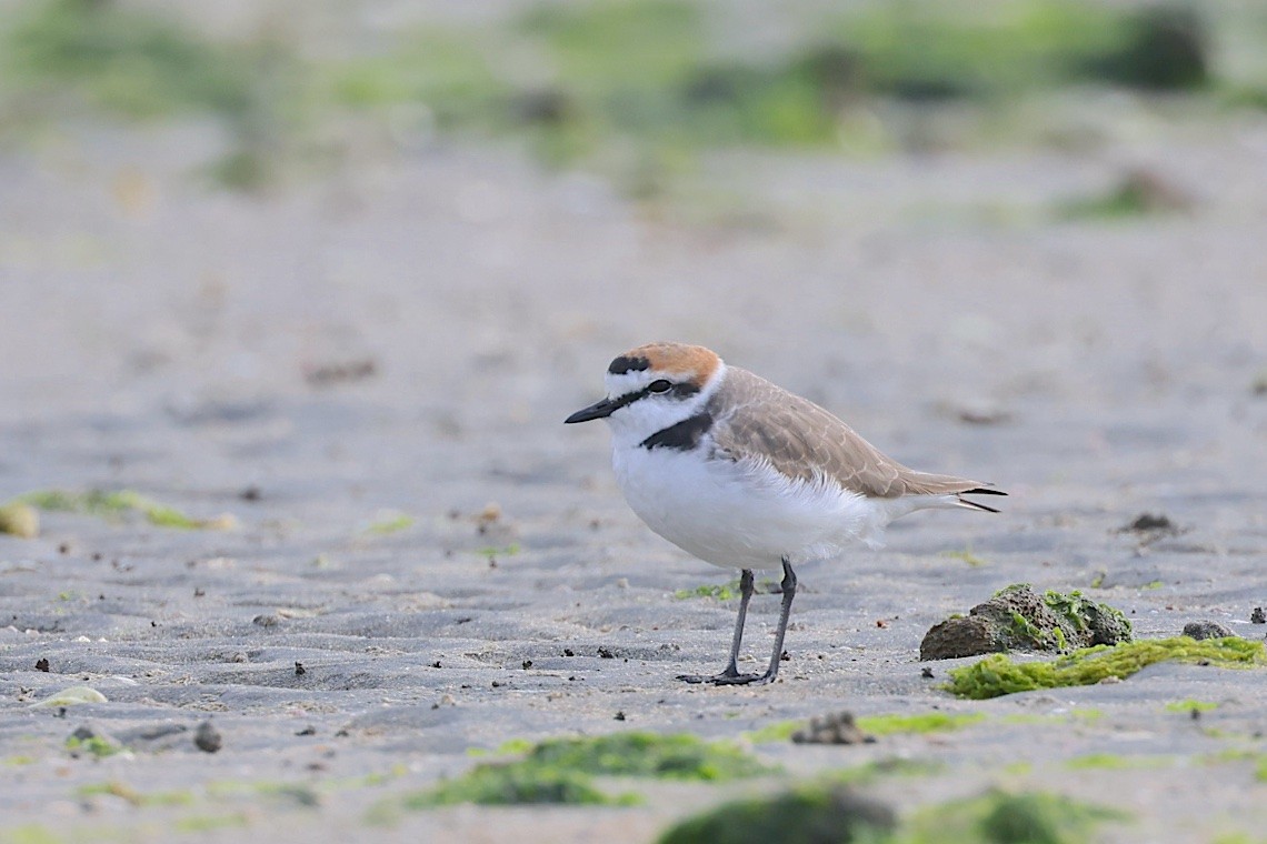 Kentish Plover (Kentish) - ML647500283