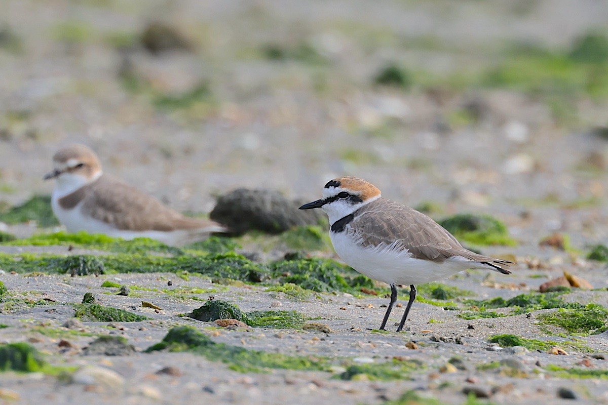 Kentish Plover (Kentish) - ML647500284