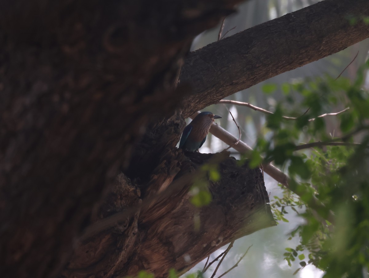 Сиворакша бенгальська - ML647500286