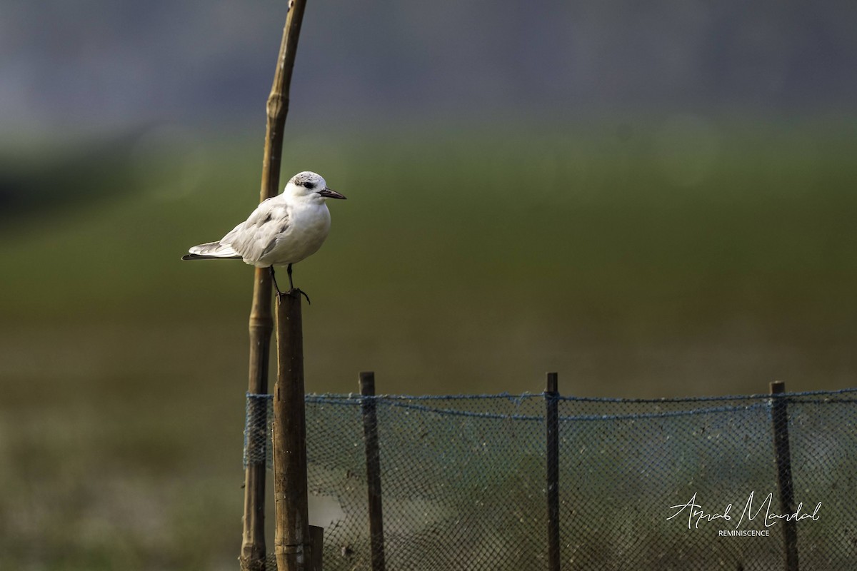 Крячок білощокий - ML647500290