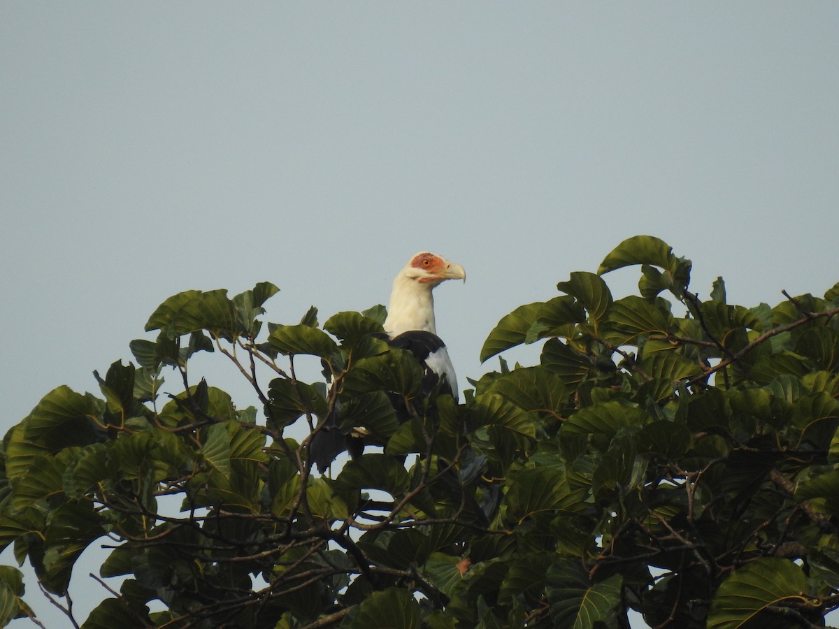Гриф пальмовий - ML647500291