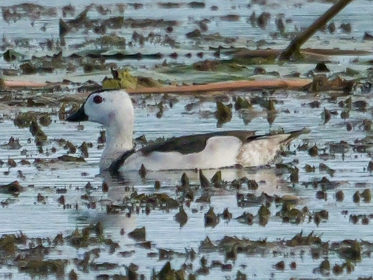 Чирянка-крихітка індійська - ML647500292