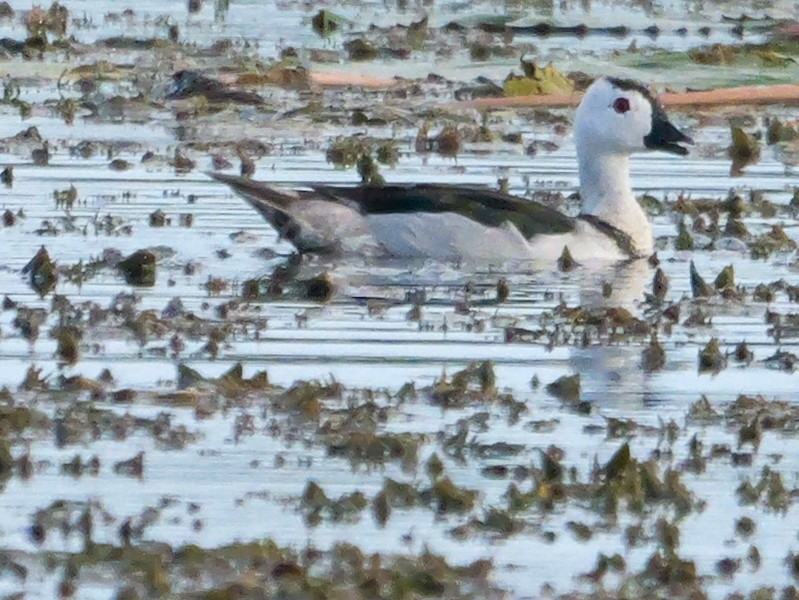 Чирянка-крихітка індійська - ML647500293