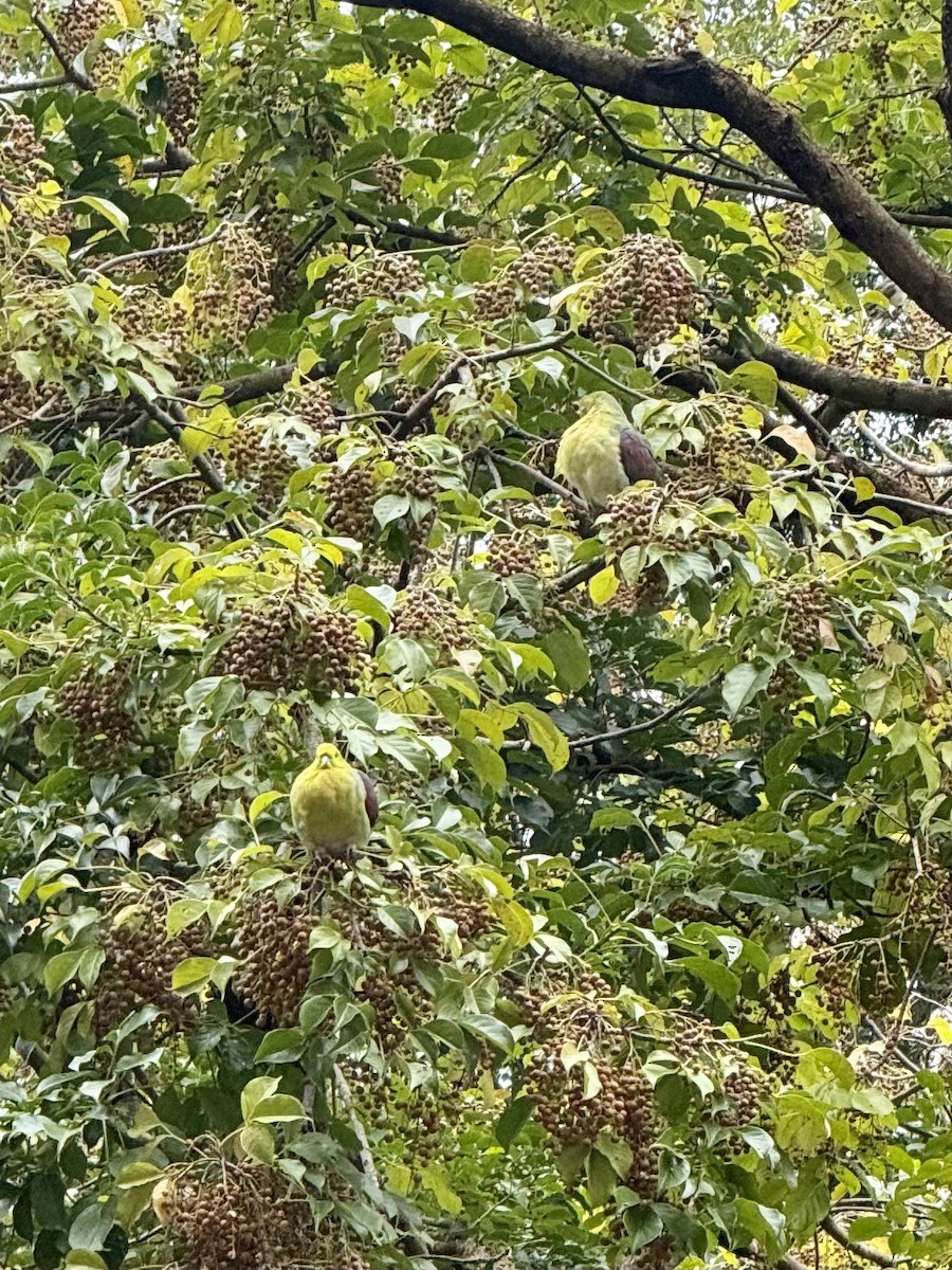 Вінаго японський - ML647500295