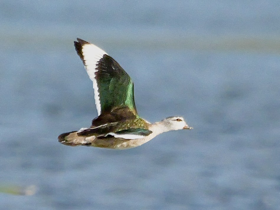 Чирянка-крихітка індійська - ML647500296