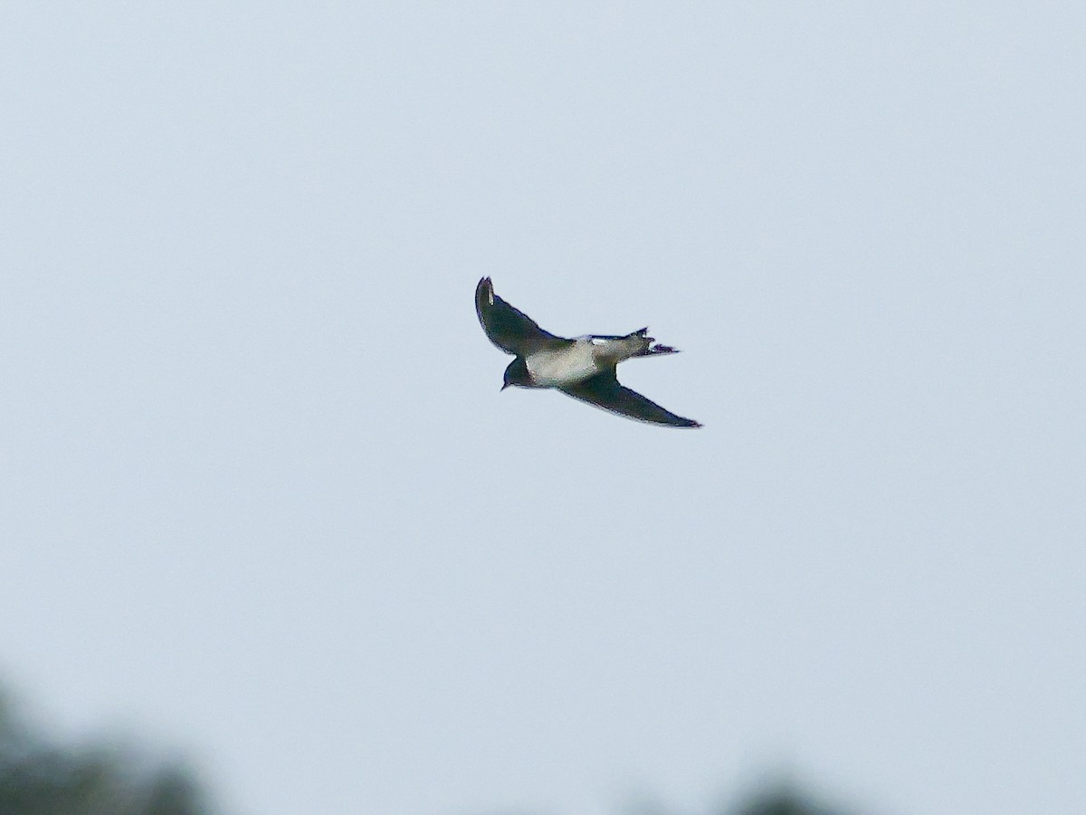 Ластівка сільська - ML647500299