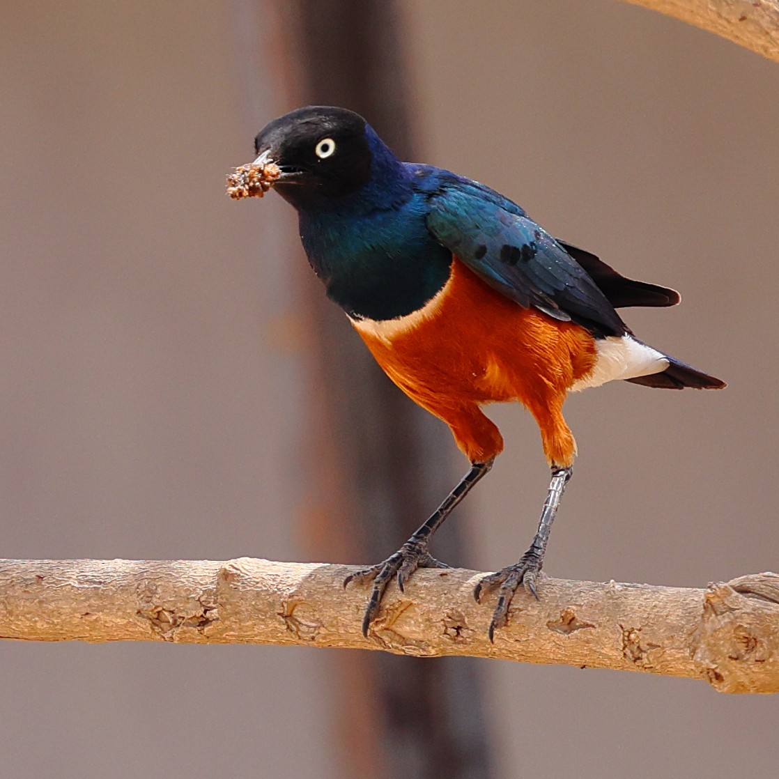 Мерл багатобарвний - ML647500301