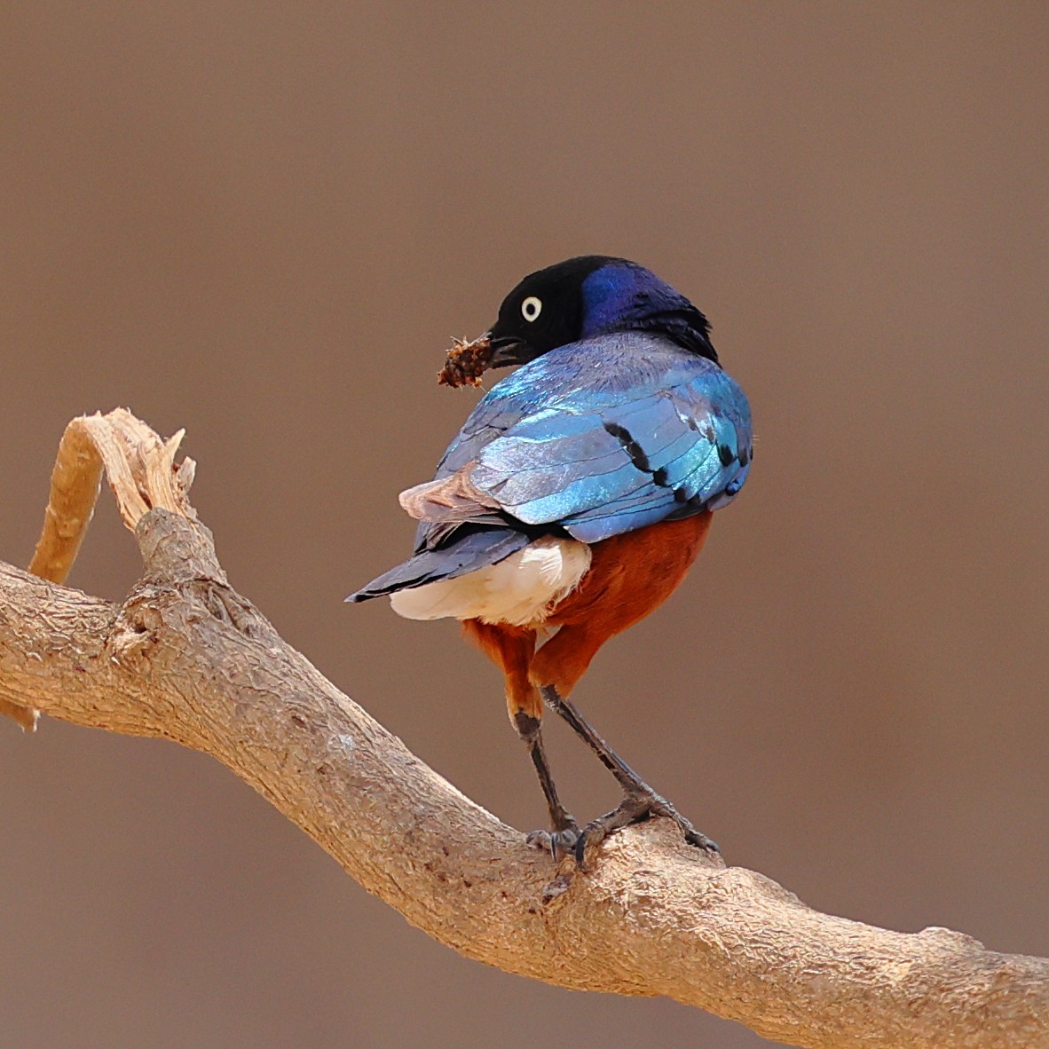 Мерл багатобарвний - ML647500302