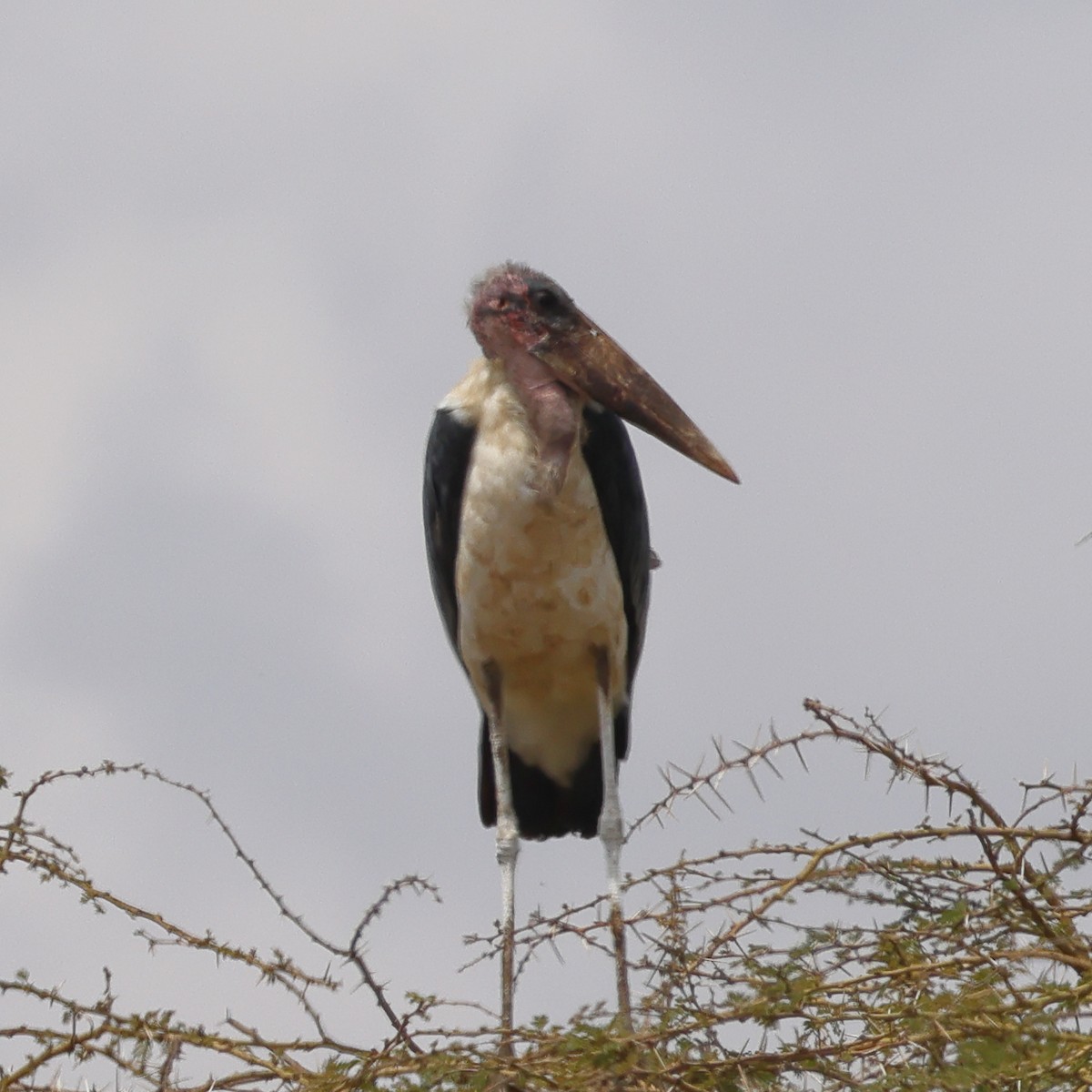 Марабу африканський - ML647500303