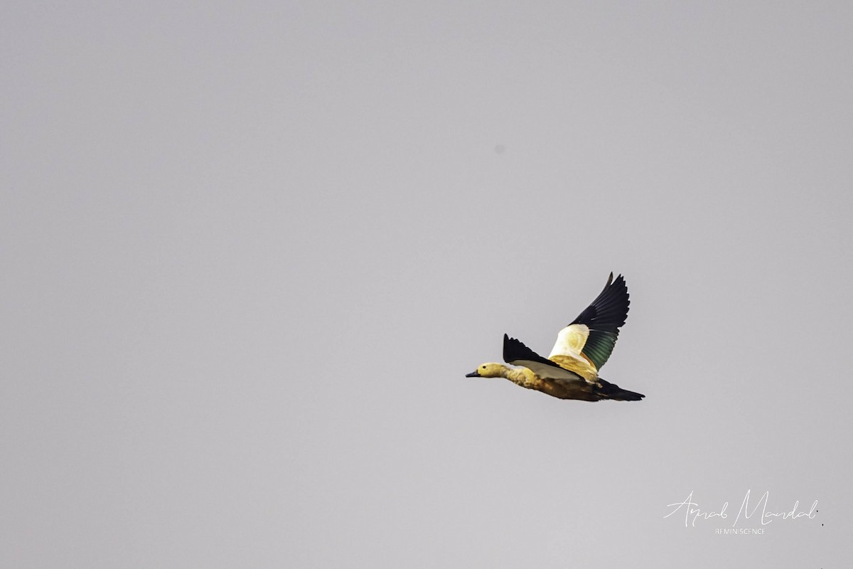 Огар рудий - ML647500304