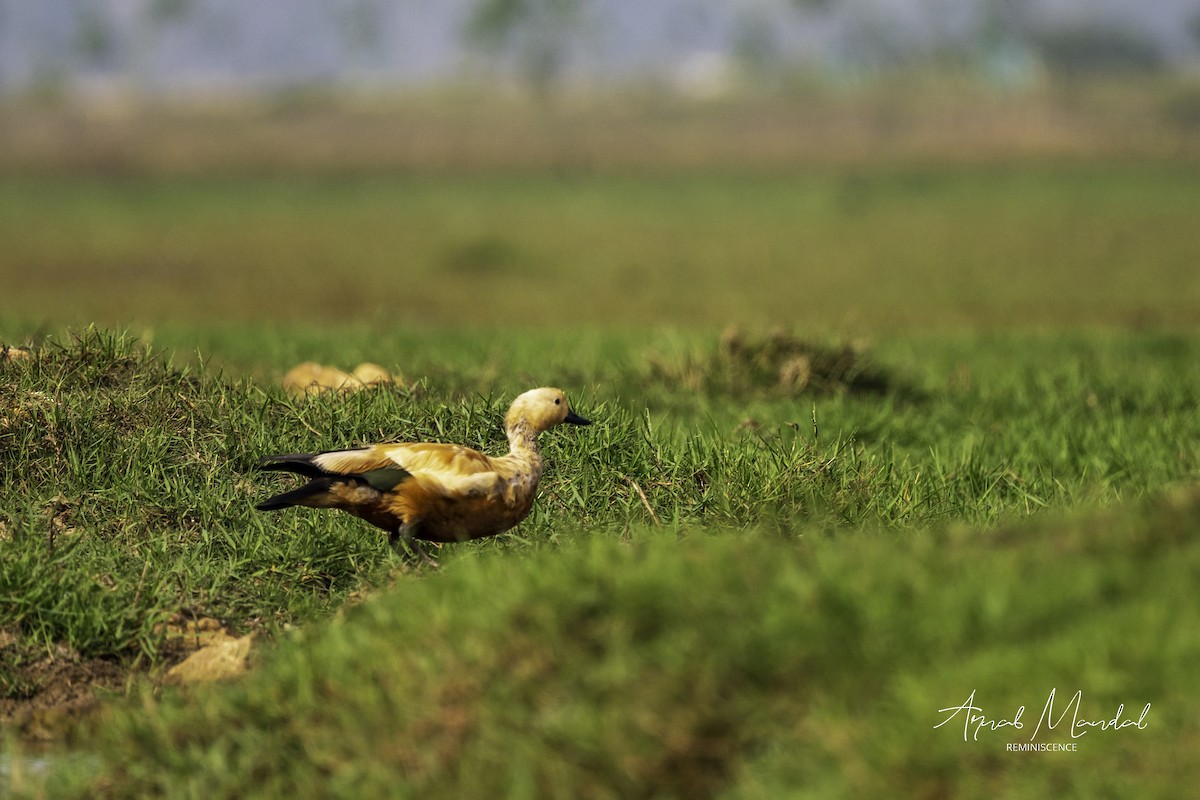 Огар рудий - ML647500305