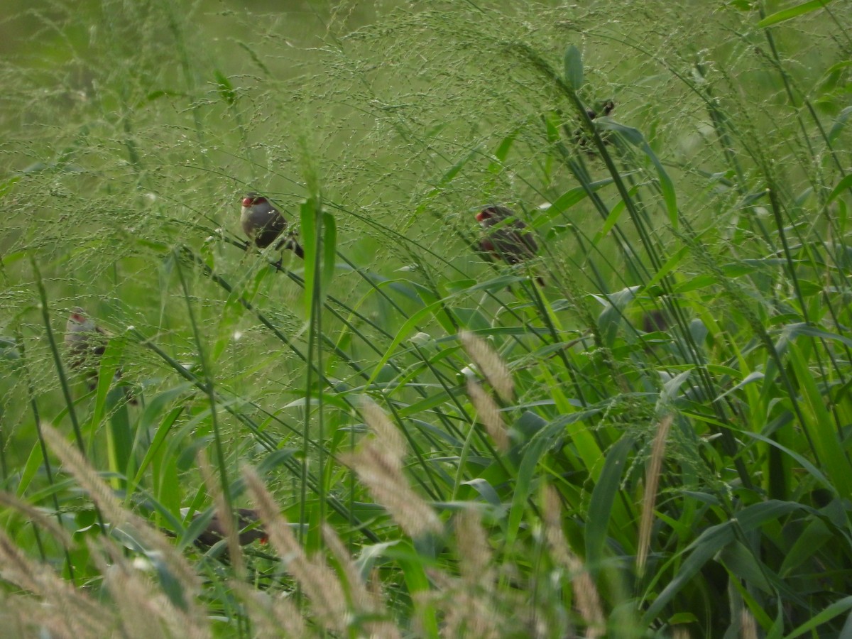 Астрильд смугастий - ML647500306