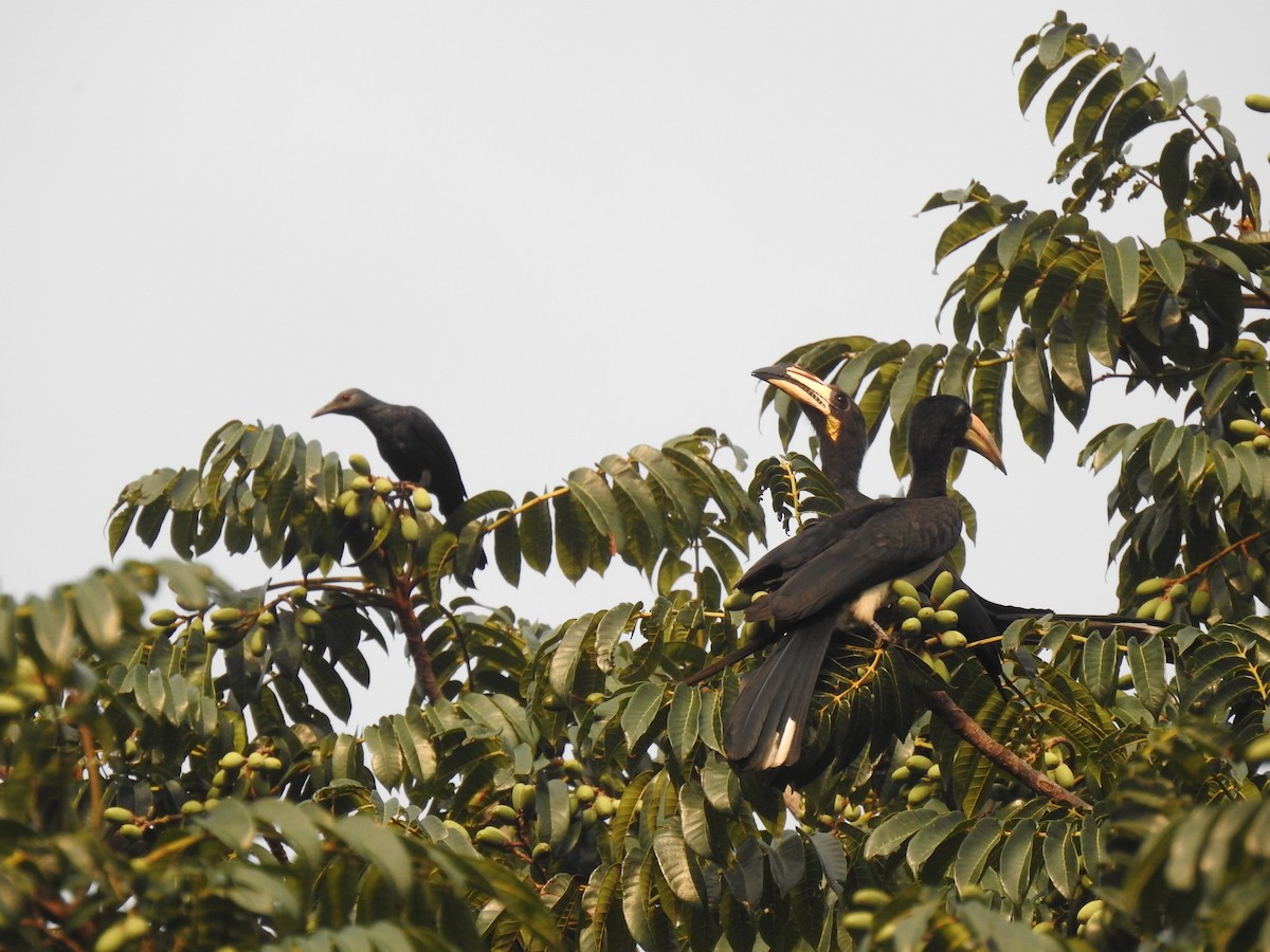 West African Pied Hornbill - ML647500308