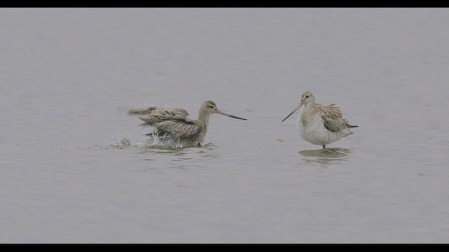 Pittima minore - ML647500309